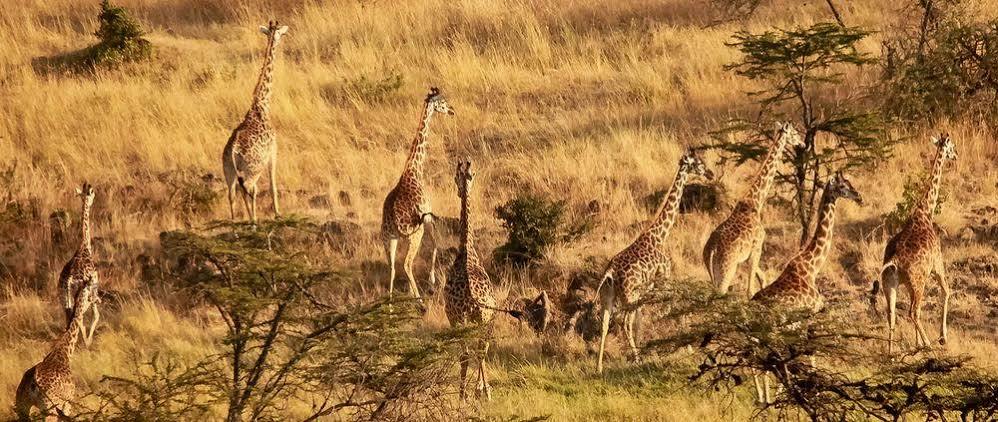 Mahali Mzuri Otel Maasai Mara Dış mekan fotoğraf