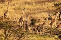 Mahali Mzuri Otel Maasai Mara Dış mekan fotoğraf